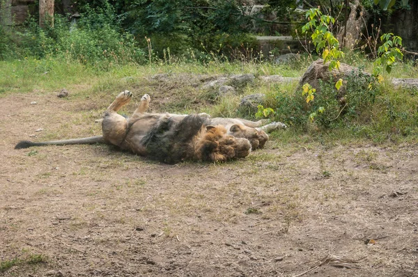 stock image beautiful lion and lioness   in the zoo, animals