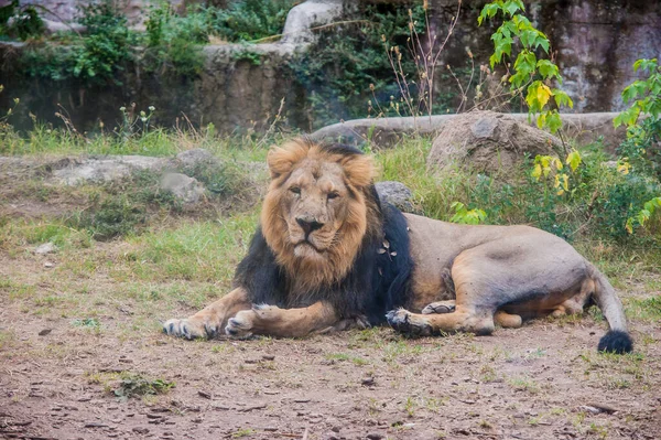 Beautiful Lion Zoo Animal — 스톡 사진