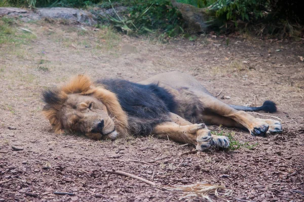 Beautiful Lion Zoo Animal — 스톡 사진
