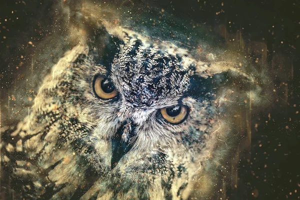 Close View Owl — ストック写真
