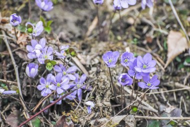 Anemone hepatica flowers (syn. Hepatica nobilis),  flowering plants 