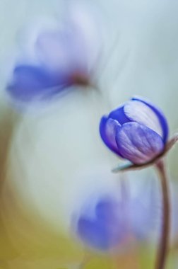 close up of  beautiful flower growing in the garden 