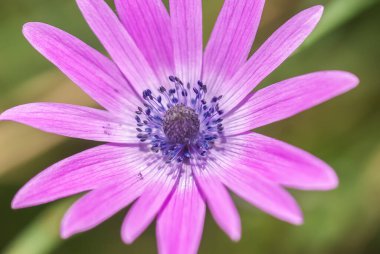 close up of  beautiful flower growing in the garden 
