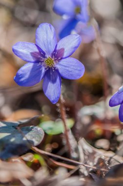 Anemone hepatica flowers (syn. Hepatica nobilis),  flowering plants 