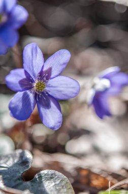 Anemone hepatica flowers (syn. Hepatica nobilis),  flowering plants 