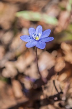 Anemone hepatica flower (syn. Hepatica nobilis),  flowering plant