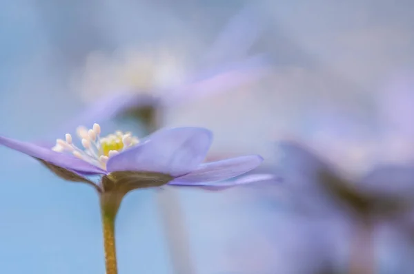 Anemone Hepatica Flower Syn Hepatica Nobilis Flowering Plant — Stock Photo, Image