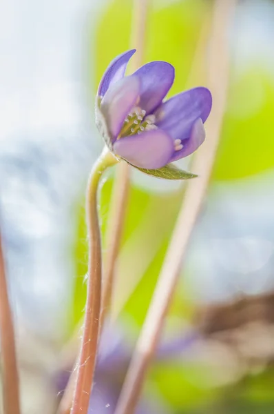 Anemone Hepatica Flower Syn Hepatica Nobilis Flowering Plant — Stock Photo, Image