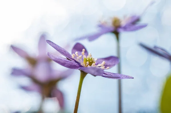 Anemone Hepatica Flowers Syn Hepatica Nobilis Flowering Plants — Stock Photo, Image