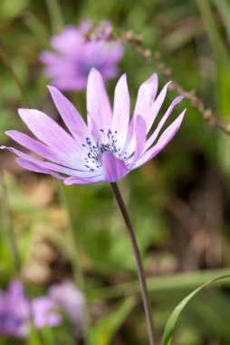 beautiful  flower growing  on the lawn 