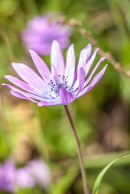beautiful  flower growing  on the lawn 