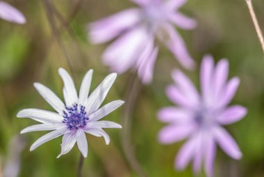 beautiful  flowers growing  on the lawn 