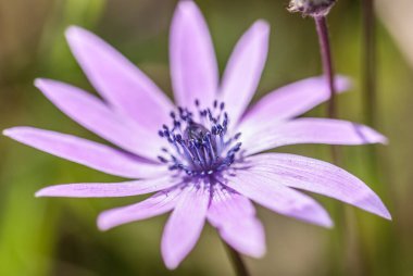 beautiful  flower growing  on the lawn 