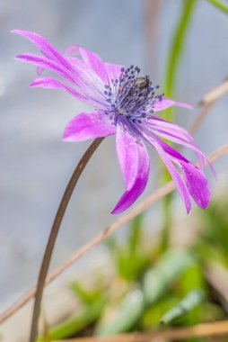 beautiful  flower growing  on the lawn 