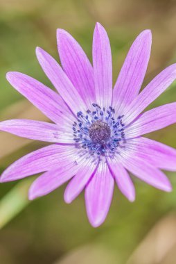 beautiful  flower growing  on the lawn 