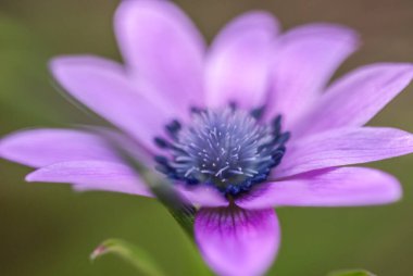 anemone flower growing  on the lawn 