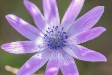 anemone flower growing  on the lawn 