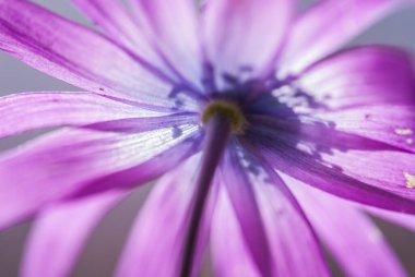 beautiful  flower growing  on the lawn 
