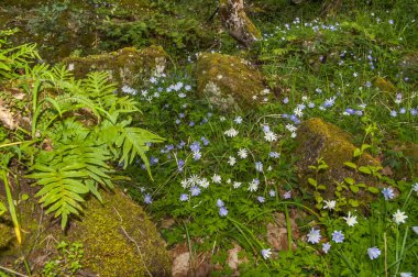 beautiful anemone flowers on the lawn 