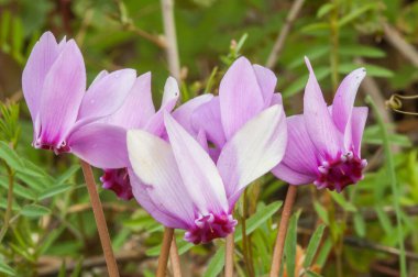 Cyclamen flowers in the gagden, close up 