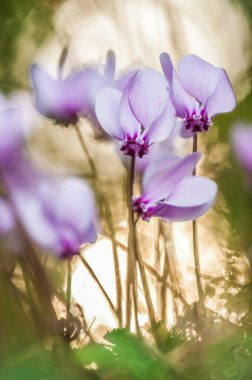 Cyclamen flowers in the gagden, close up 