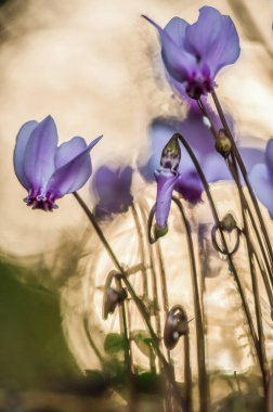 Cyclamen flowers in the gagden, close up 