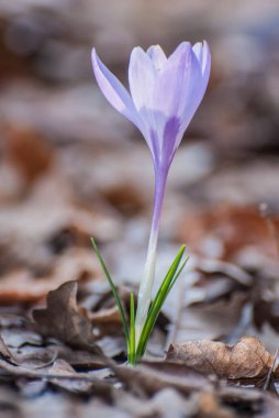 crocus flower  blooming in   a garden 