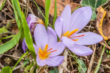  Bir bahçede çiçek açan bitkisi çiçeği. 