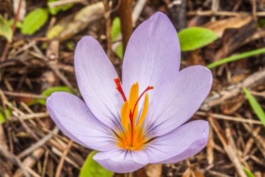  crocus flower  blooming in   a garden 