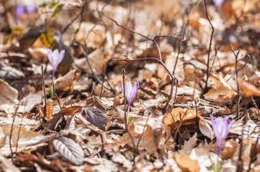  Bir bahçede çiçek açan bitkisi çiçeği. 