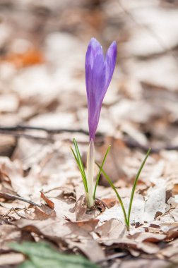  crocus flower  blooming in   a garden 