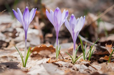  Bir bahçede çiçek açan bitkisi çiçeği. 