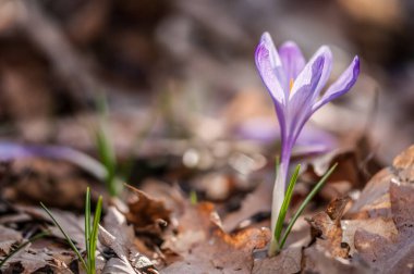  crocus flower  blooming in   a garden 