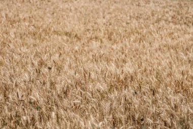 ears of wheat in the field, nature