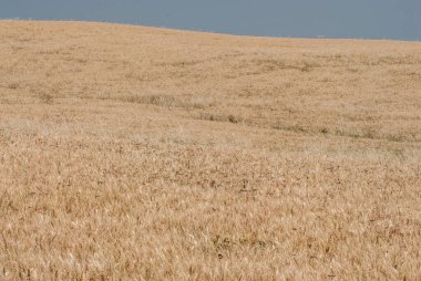 ears of wheat in the field, nature