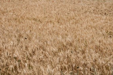 ears of wheat in the field, nature