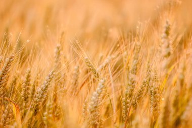 ears of wheat in the field, nature