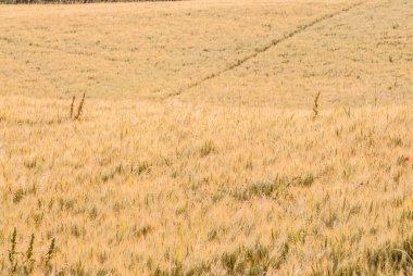 ears of wheat in the field, nature