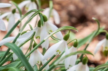 beautiful snowdrops growing on the lawn 