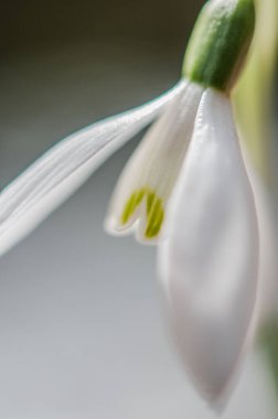 close up of beautiful snowdrop flower 