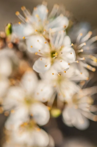 Vackra Vita Blommor Ett Träd Makro Skott — Stockfoto