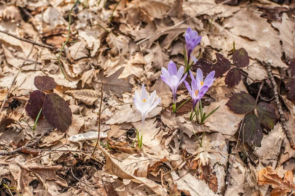 Bir bahçede çiçek açan bitkisi çiçeği. 