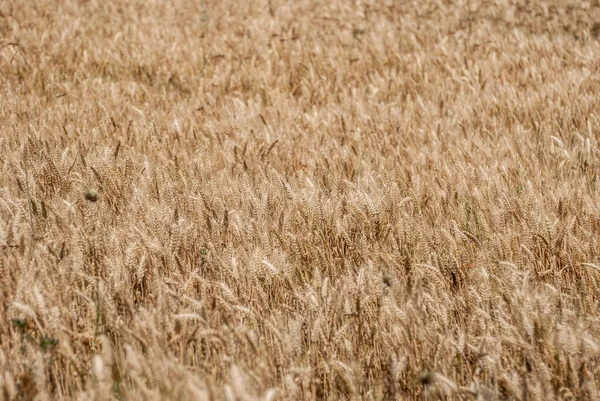 Ears Wheat Field Nature — Photo