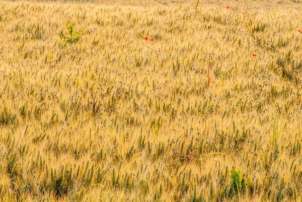 Вуха Пшениці Полі Природа — стокове фото