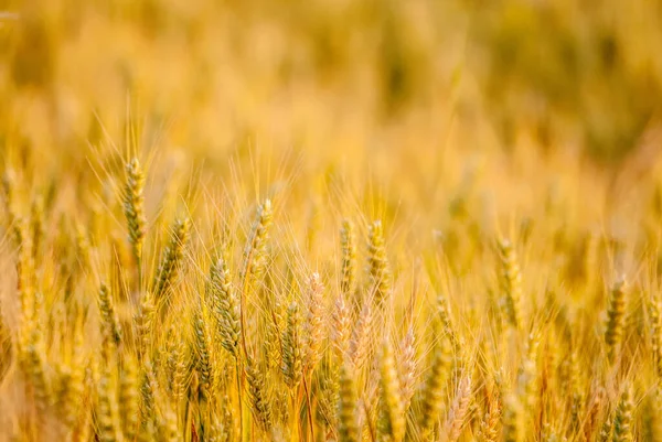Вуха Пшениці Полі Природа — стокове фото