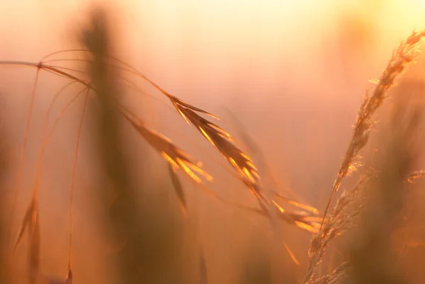Закрытие Колосьев Пшеницы Размытом Фоне — стоковое фото