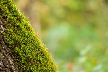 close up of the trunk with  moss