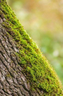 Yeşil yosun yakın çekim