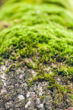 close up of the trunk with  moss