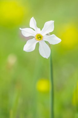 daffodil flower growing in the garden 
